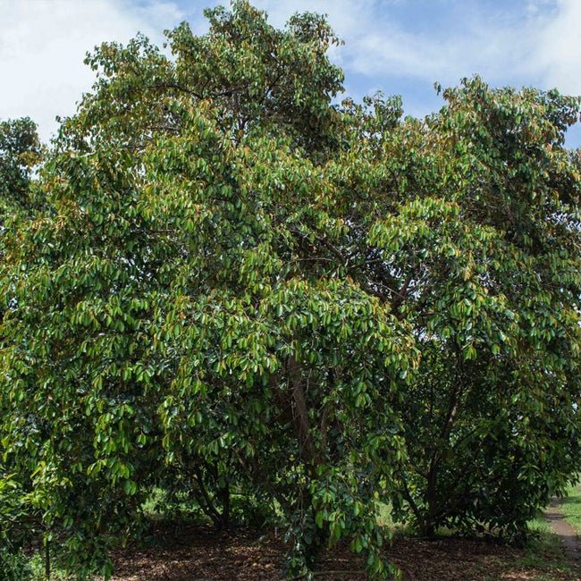 Star Apple Pink - Ladybird Nursery