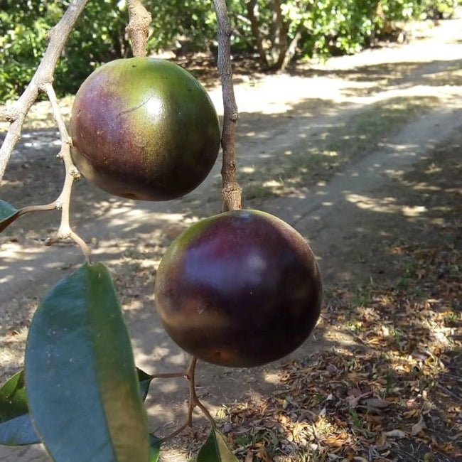 Star Apple Pink - Ladybird Nursery