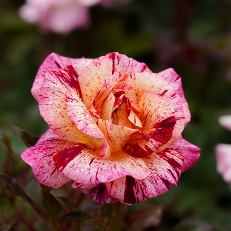 Rose 'Star Burst' (Floribunda) - Large