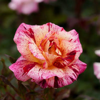 Rose 'Star Burst' (Floribunda) - Large