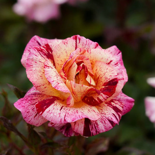 Rose 'Star Burst' (Floribunda) - Large - Ladybird Nursery