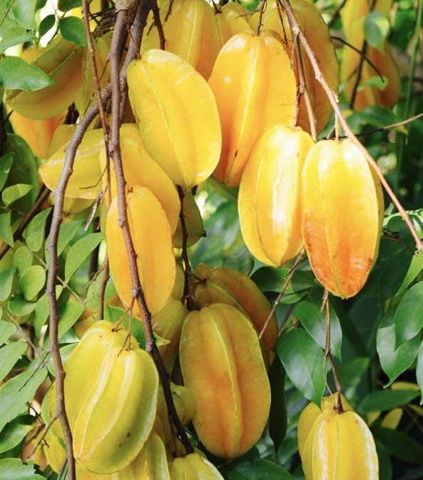 Carambola (Star Fruit) Tree (PICK UP ONLY) - Ladybird Nursery