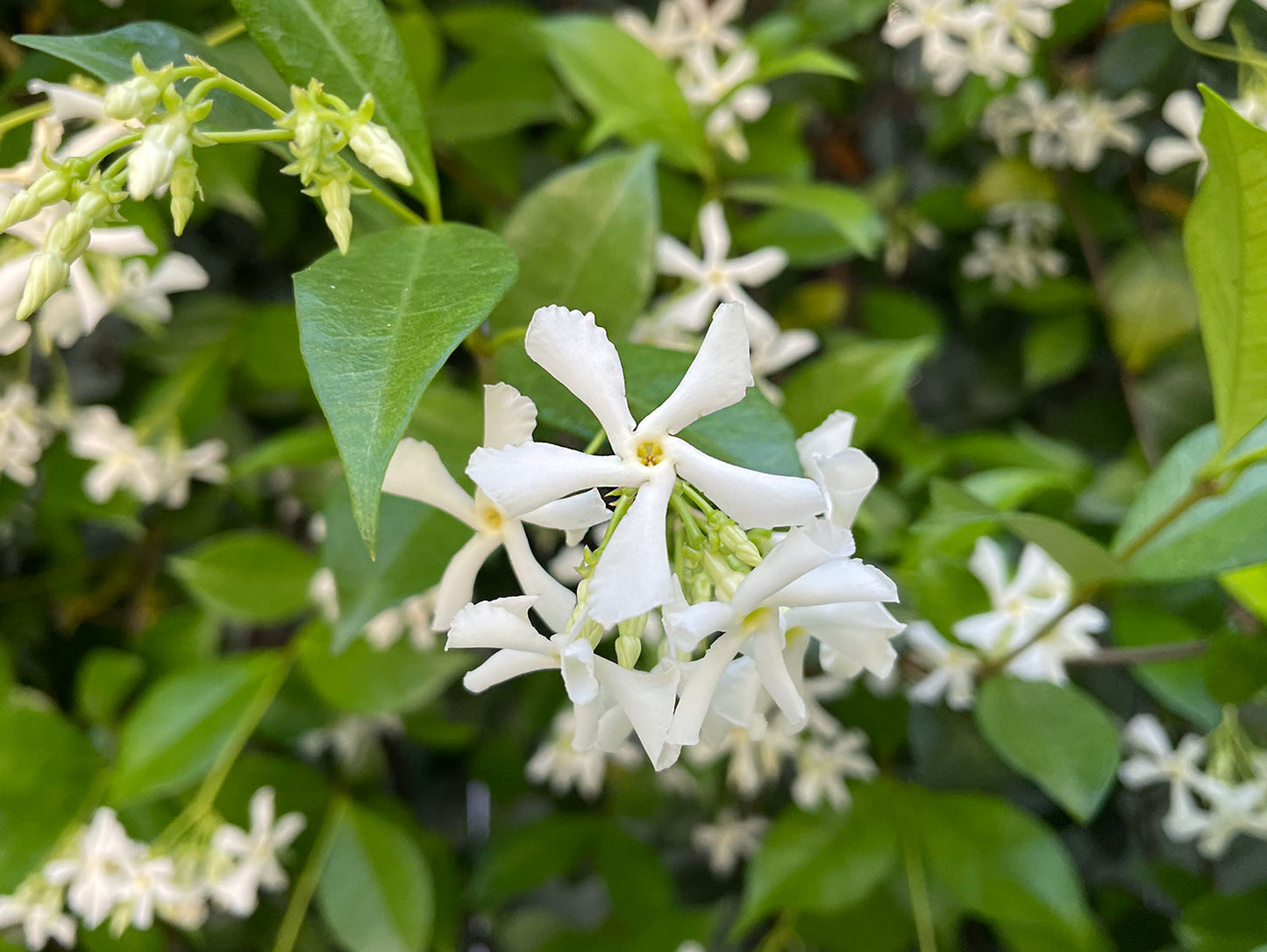 Star Jasmine Variegata (Trachelospermum jasminoides)
