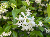 Star Jasmine Variegata (Trachelospermum jasminoides) - Ladybird Nursery