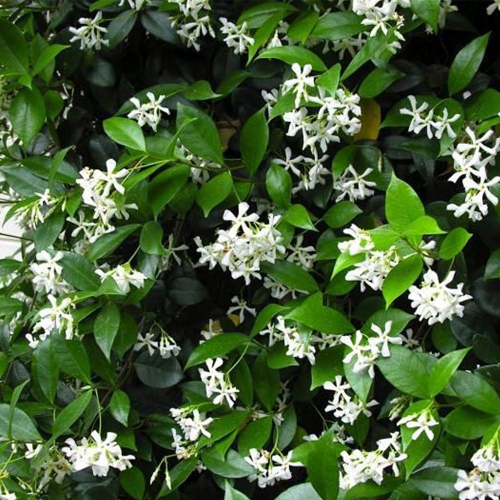 Chinese Star Jasmine (Trachelospermum jasminoides) - Ladybird Nursery