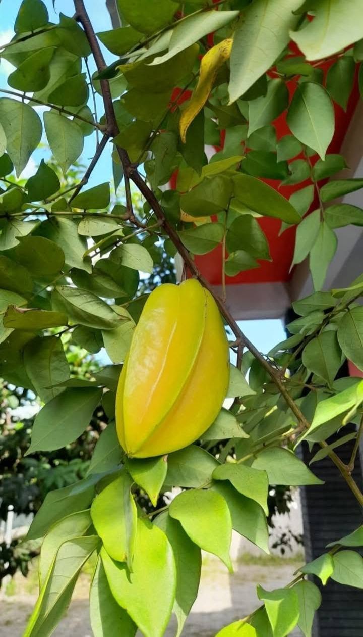 Star Fruit 'Arkin' (Carambola) - Ladybird Nursery