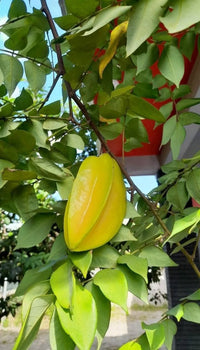 Star Fruit 'Arkin' (Carambola) - Ladybird Nursery