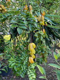 Star Fruit 'Arkin' (Carambola) - Ladybird Nursery