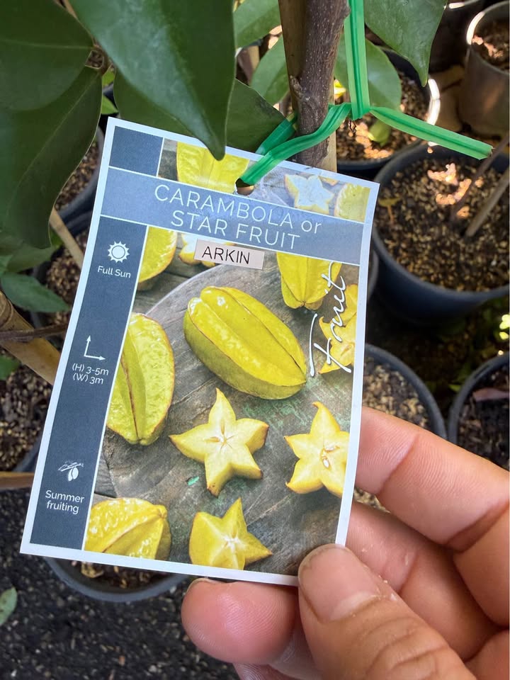 Star Fruit 'Arkin' (Carambola) - Ladybird Nursery