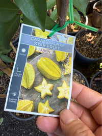 Star Fruit 'Arkin' (Carambola) - Ladybird Nursery