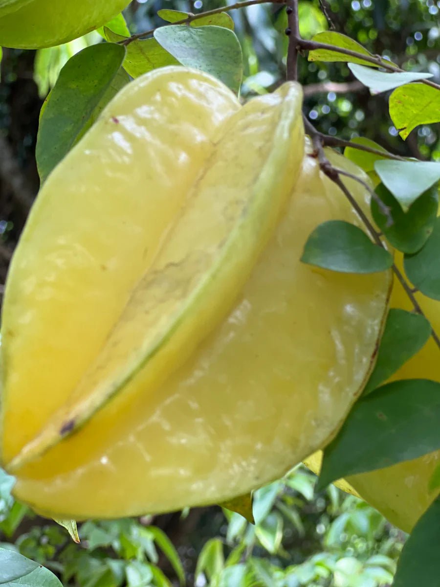 Starfruit 'Fwang Tung' (Carambola) - Ladybird Nursery