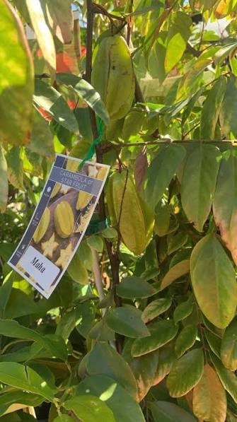 Star Fruit 'Maha' (Carambola) - Ladybird Nursery