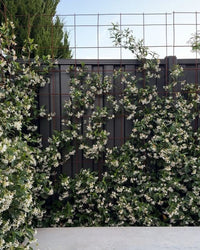 Star Jasmine (Trachelospermum jasminoides) - Ladybird Nursery