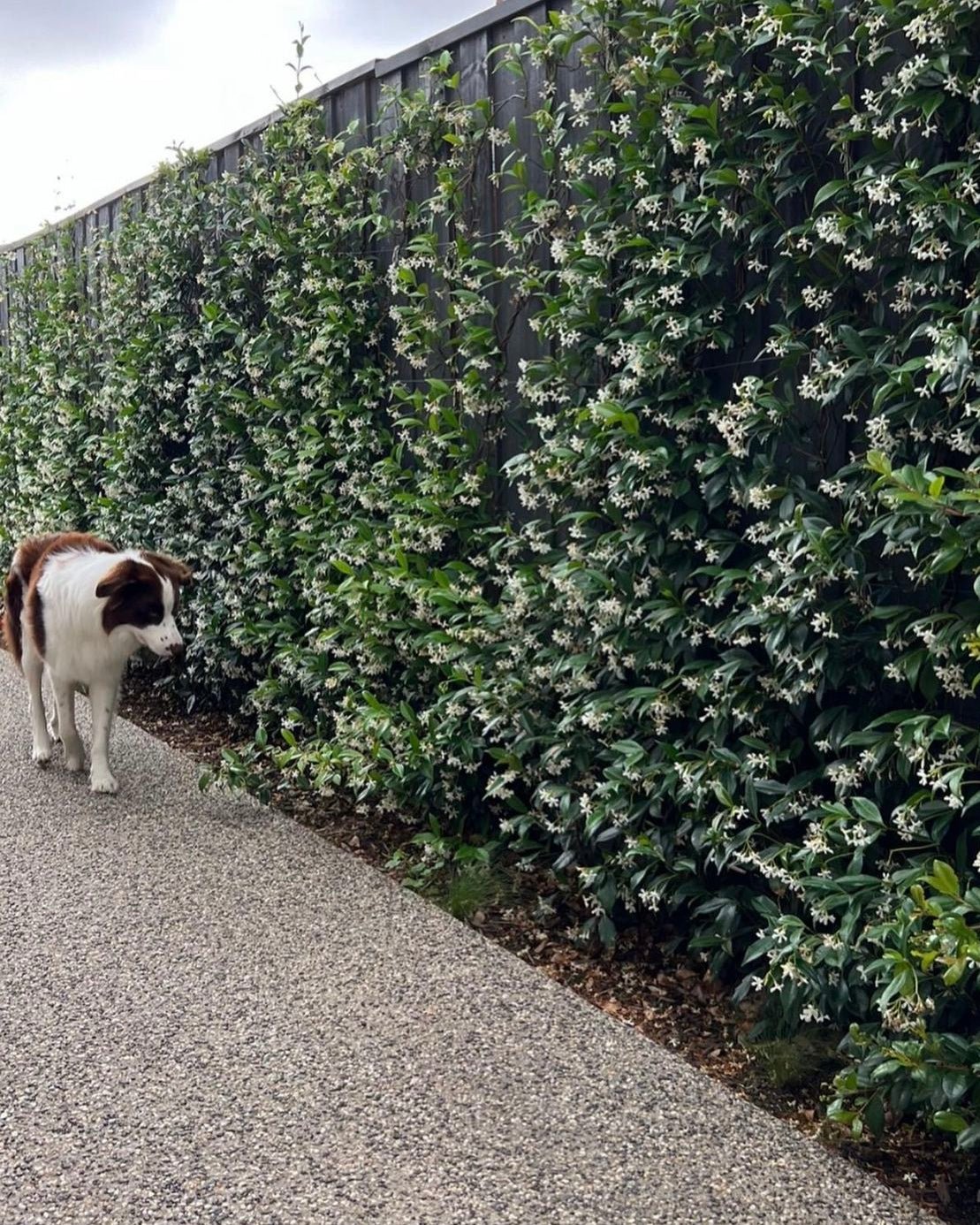 Star Jasmine (Trachelospermum jasminoides) - Ladybird Nursery