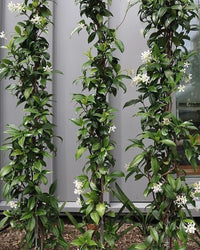 Star Jasmine (Trachelospermum jasminoides) - Ladybird Nursery