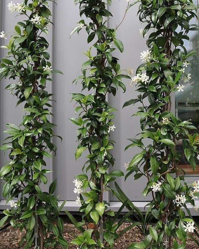 Star Jasmine (Trachelospermum jasminoides) - Ladybird Nursery