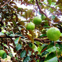 Star Apple - Ladybird Nursery