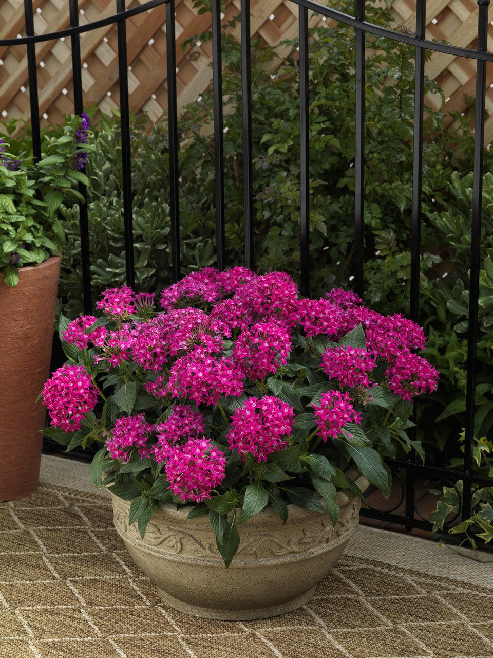 Pentas Starcluster Rose - Ladybird Nursery