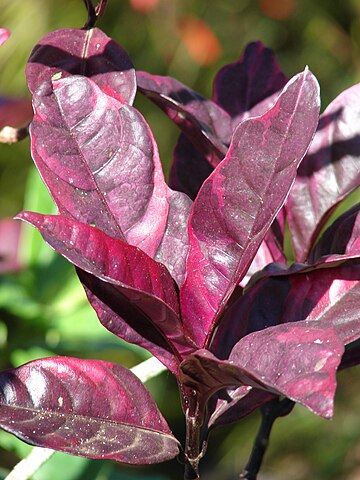 Burgundy (Pseuderanthemum atropurpureum)
