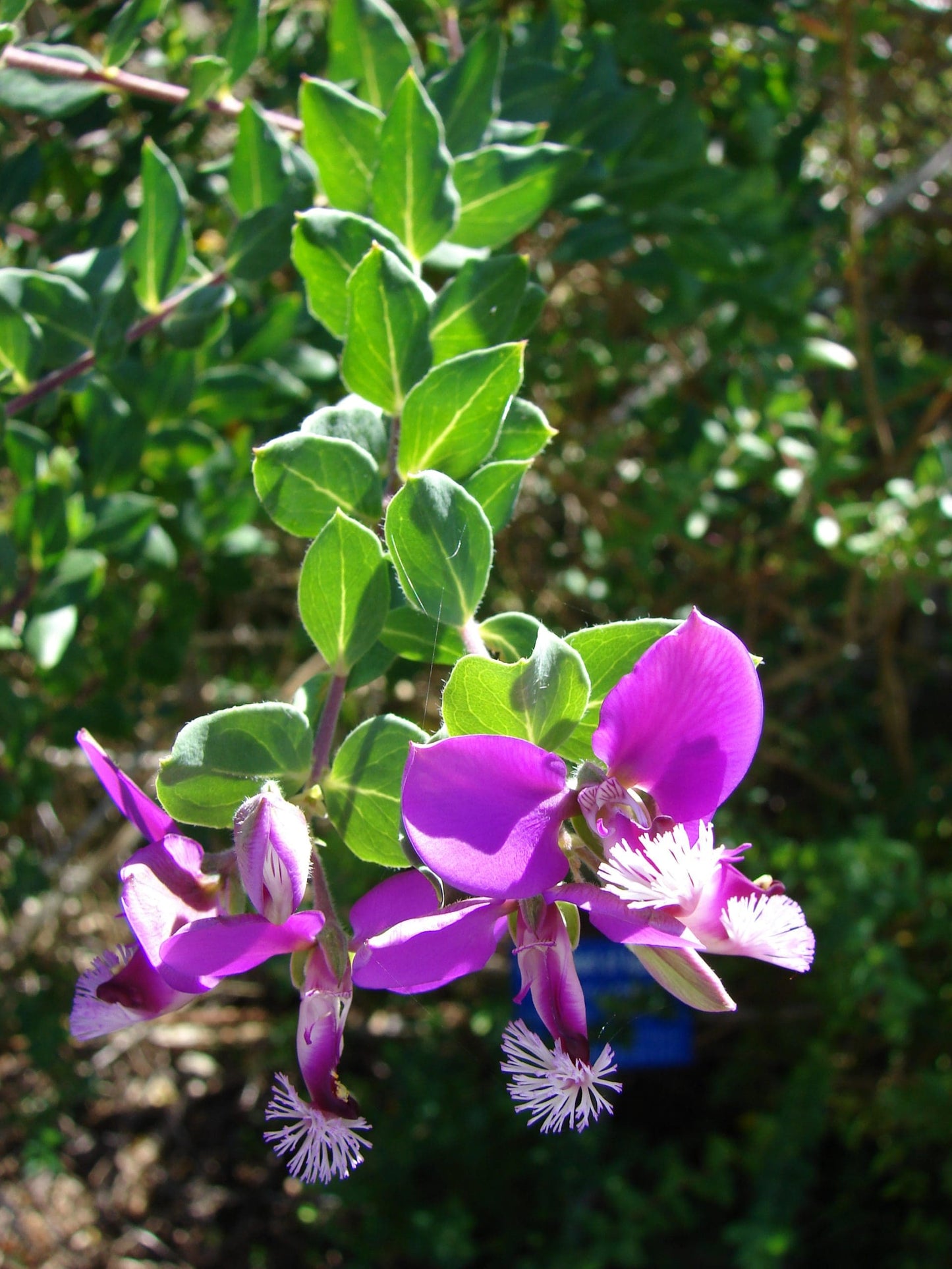 Sweet Pea Shrub Dalmaisiana Compacta (Polygala)