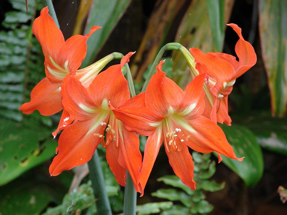 Barbados Lily (Hippeastrum equestre) - Ladybird Nursery