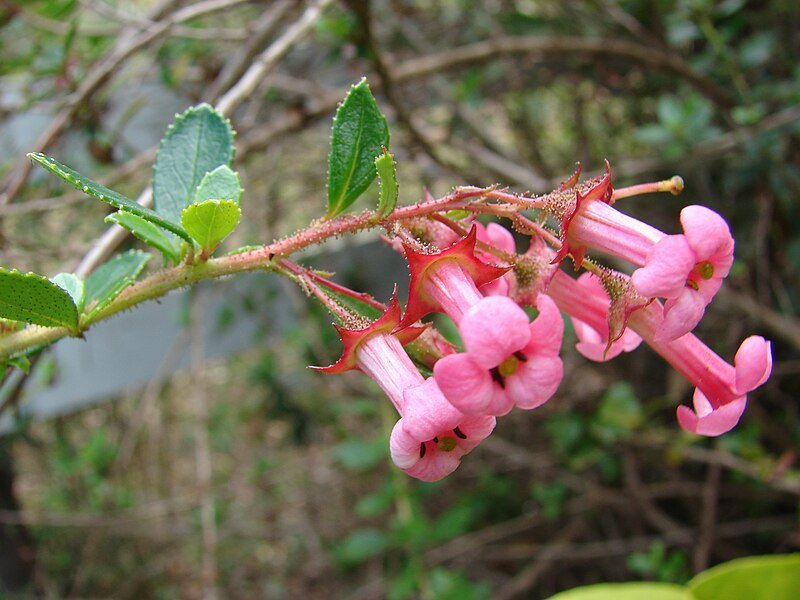 Escallonia Red (Escallonia spp.) - Ladybird Nursery