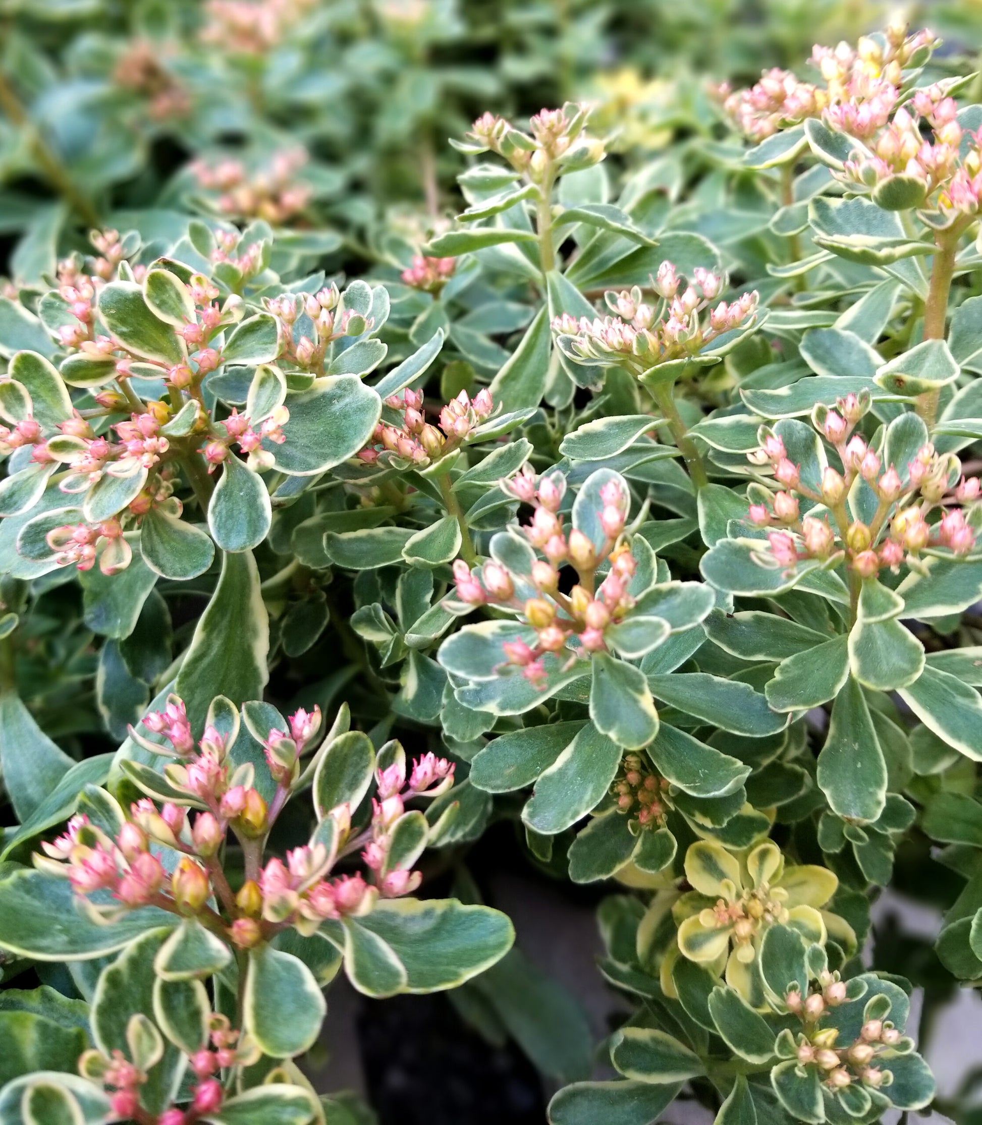 Stonecrop variegatum (Sedum kamshaticum)
