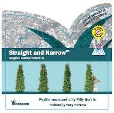 Lilly Pilly Straight and Narrow™ (Syzygium australe)