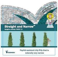 Lilly Pilly Straight and Narrow™ (Syzygium australe) - Ladybird Nursery