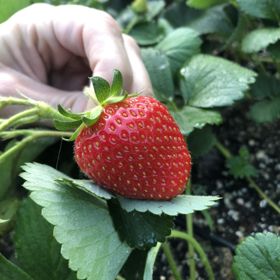 Strawberry 'Delliz' - Ladybird Nursery