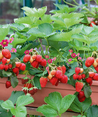 Strawberry 'Delliz' - Ladybird Nursery