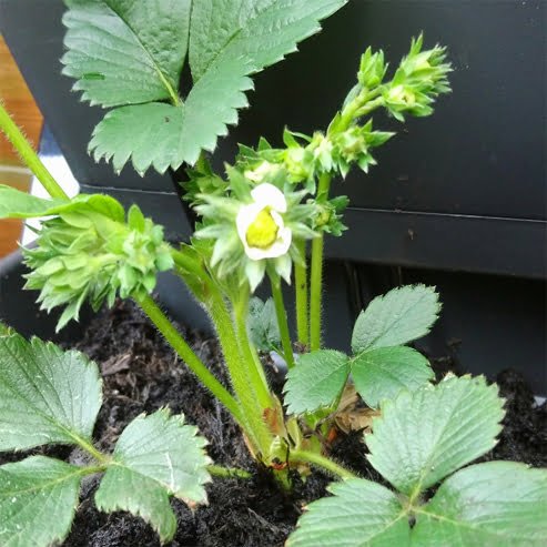 Strawberry Red Gauntlet - Ladybird Nursery
