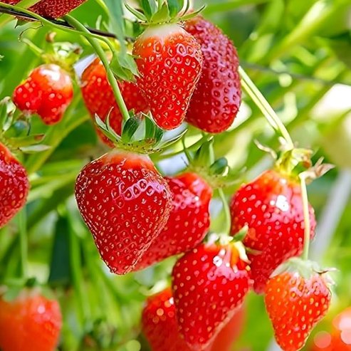 Strawberry Red Gauntlet - Ladybird Nursery