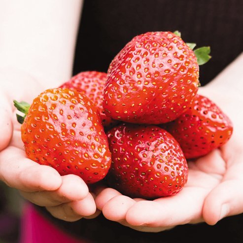 Strawberry Red Gauntlet - Ladybird Nursery
