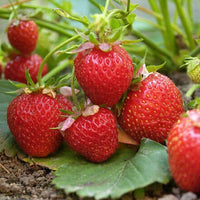 Strawberry Red Gauntlet - Ladybird Nursery