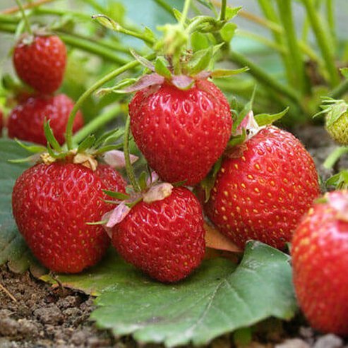 Strawberry Red Gauntlet - Ladybird Nursery