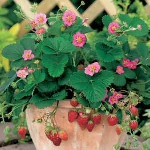 Strawberry 'Roman Pink' - Ladybird Nursery