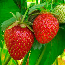 Strawberry 'Roman Pink'