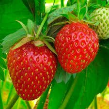 Strawberry 'Roman Pink' - Ladybird Nursery