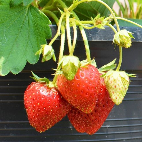 Strawberry 'Ruby Red' - Ladybird Nursery