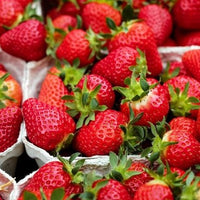 Strawberry 'Ruby Red'