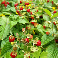 Strawberry 'Alpine' - Ladybird Nursery