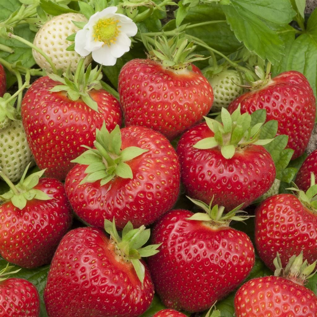 Strawberry 'Beltran' - Ladybird Nursery