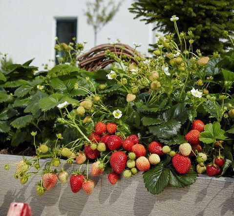 Strawberry 'Beltran'