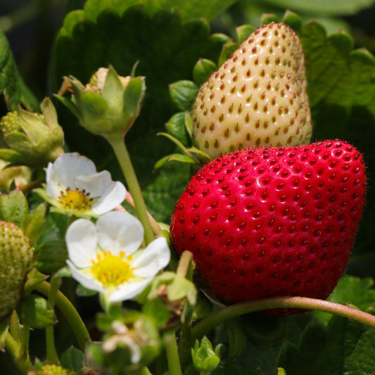 Strawberry 'Beltran' - Ladybird Nursery