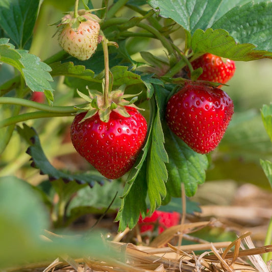 Strawberry 'Berrylicious' - Ladybird Nursery