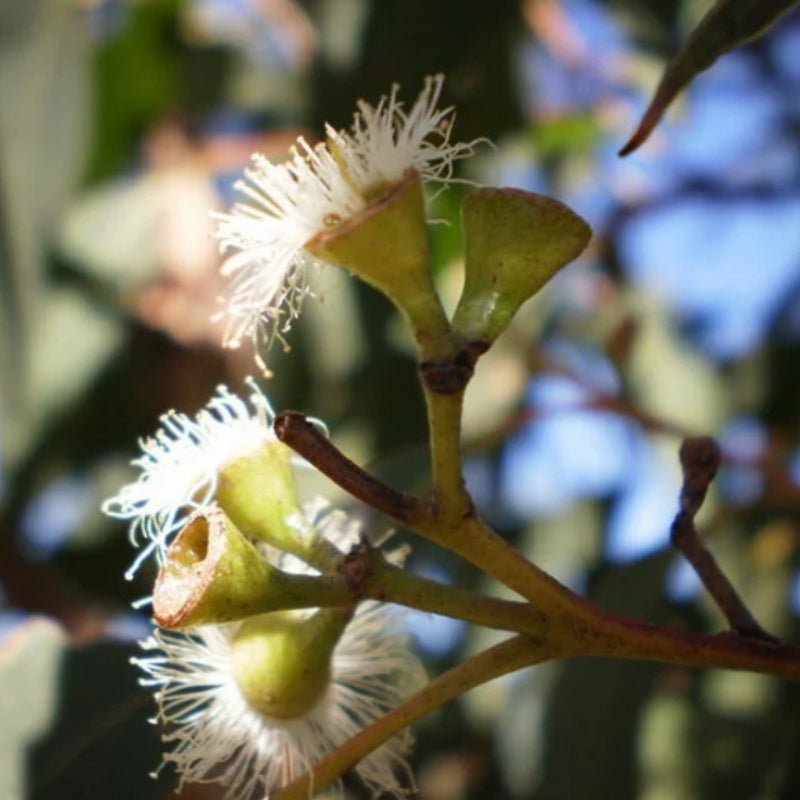 Strawberry Gum (Eucalyptus olida) - Ladybird Nursery