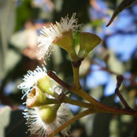 Strawberry Gum (Eucalyptus olida) - Ladybird Nursery
