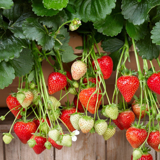 Strawberry 'Running White' - Ladybird Nursery