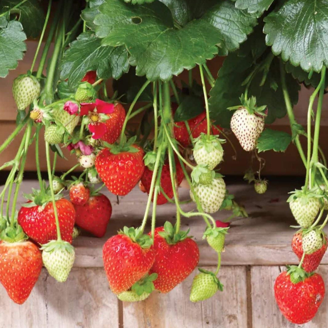 Strawberry 'Summer Breeze Snow' - Ladybird Nursery